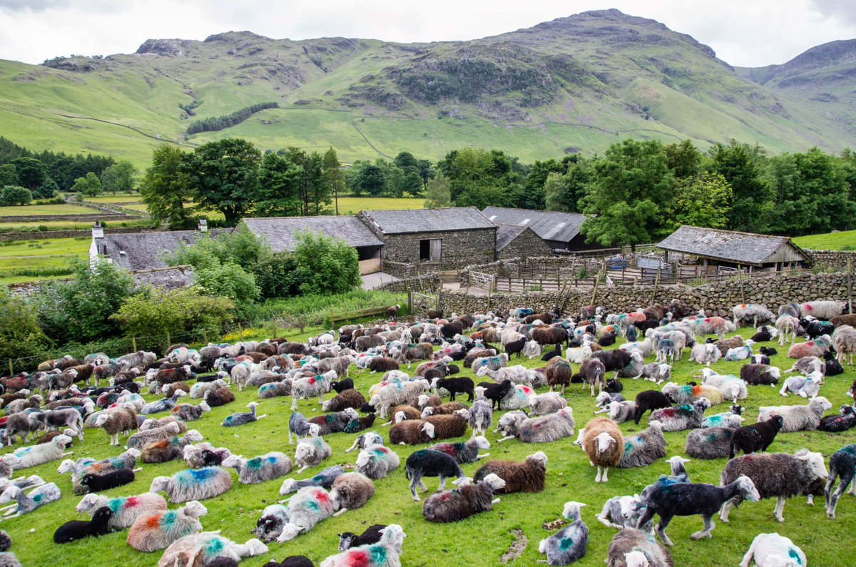 lakedistrictnpa's tweet photo. We have a vacancy for a Farming Officer to join our talented Strategy team to be an advocate and a connection for our farming community in the Lake District National Park.  

Closing date: Sunday 1 October 2023.

More info: https://t.co/jtwW8fxTYy

#Farming  #LakeDistrict https://t.co/mnaKkAGckw