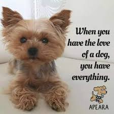 Yorkshire Terrier lovers club (@yorkshire__club) on Twitter photo 