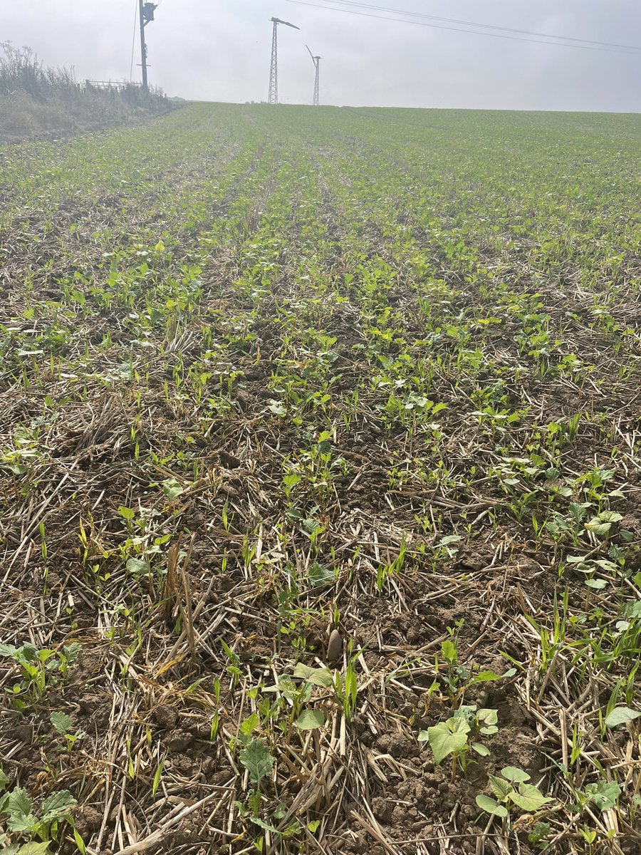 Jamesspick's tweet image. Harvest ‘24 off to a promising start. All reminders not too be too optimistic over the coming 10 months greatly appreciated.