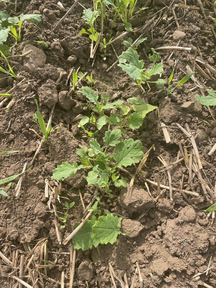 Harvest ‘24 off to a promising start. All reminders not too be too optimistic over the coming 10 months greatly appreciated.