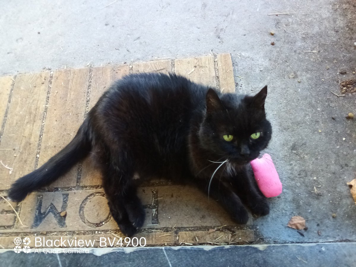 fredbibi's tweet image. La Numaine a ramené de la drok en sachet. Maltrétance🤣