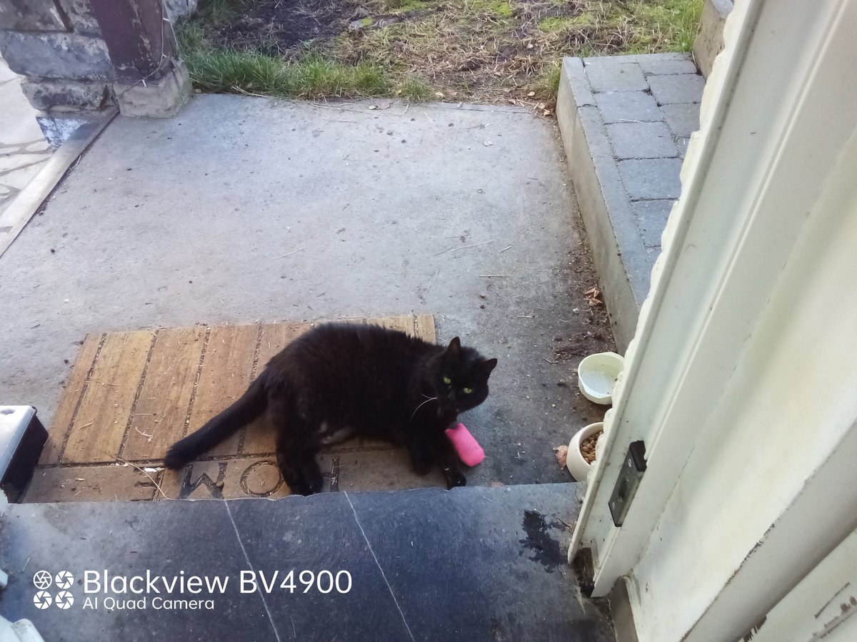 fredbibi's tweet image. La Numaine a ramené de la drok en sachet. Maltrétance🤣