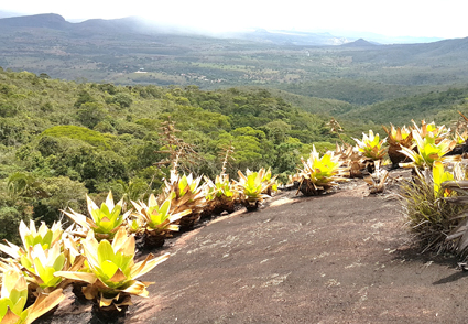 Phytotaxa's tweet photo. New insights into the diversity and distribution of the genus #Spirotaenia (#Mesotaeniaceae, Streptophyta) in the Neotropics, including the description of S. tetrahelica sp. nov.
https://t.co/L6BxeZFF5b
#Taxonomy https://t.co/WJ4GTjFQk6
