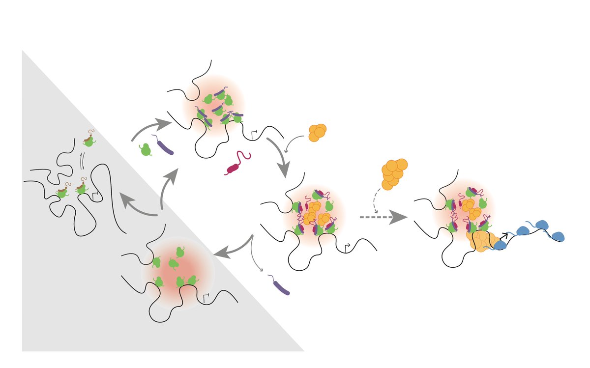 fjavierdha's tweet photo. Very excited to share our preprint describing dynamic modes of Notch transcription hubs, now available on bioRxiv! 📄

Thanks to all my colleagues and supervisor  @BrayLabCam

Check it out here: https://t.co/yichwWnrEI https://t.co/yyFviG9rbM
