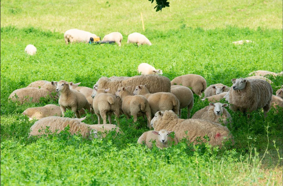 AHDB Beef & Lamb tweet media