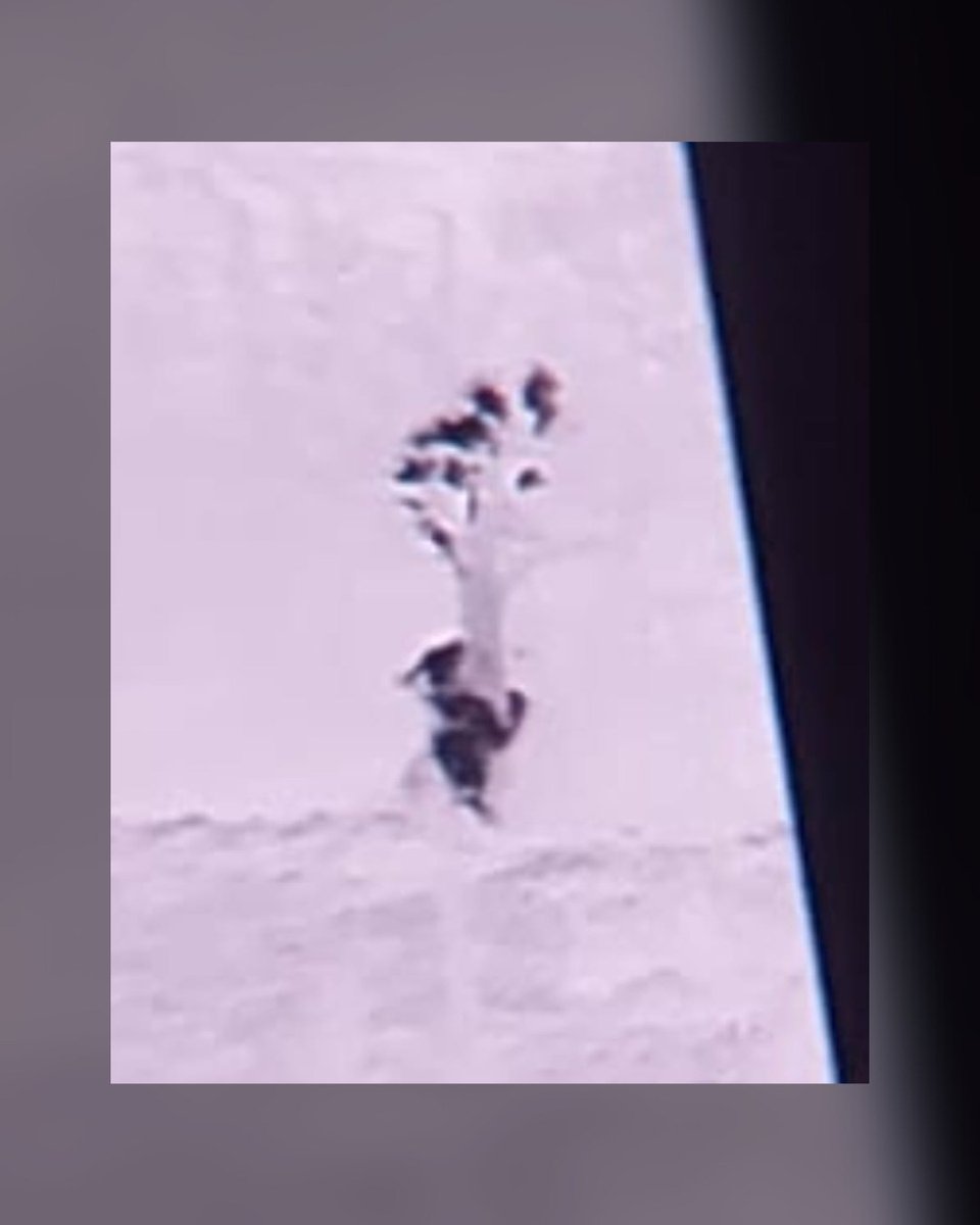 Le operazioni di ricerca e monitoraggio per i cuccioli di #Amarena continuano. Con grande sollievo possiamo darvi conferma definitiva che, ad oggi, i cuccioli sono entrambi vivi e che dopo una prima separazione si sono ricongiunti.
facebook.com/photo?fbid=706…