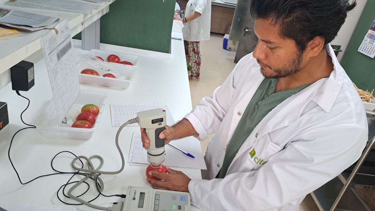 CITAAragon's tweet photo. 🍅🔬Evaluación de Tomate Rosa de Barbastro.
Grupo de Cooperación en colaboración con la Cooperativa de Barbastro #SCLAB https://t.co/MzxGMIS0LT