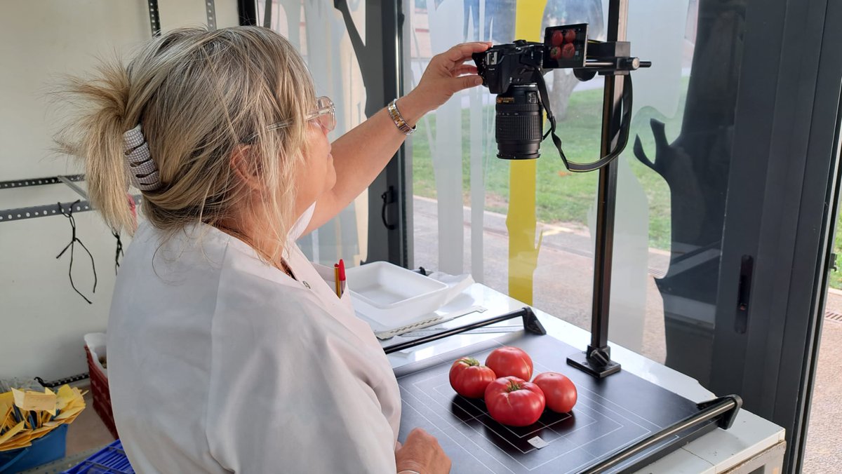CITAAragon's tweet photo. 🍅🔬Evaluación de Tomate Rosa de Barbastro.
Grupo de Cooperación en colaboración con la Cooperativa de Barbastro #SCLAB https://t.co/MzxGMIS0LT