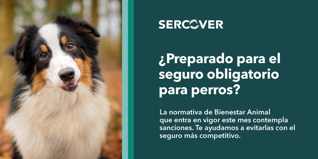 SERCOVER's tweet photo. 🚨 Cuenta atrás para la entrada en vigor de la Ley de Bienestar Animal.

¿Sabías que los dueños de perros que no tengan contratado un seguro de #RC se exponen a multas de hasta 10.000 euros?

En SERCOVER, tenemos el seguro que necesitas. ¡Contacta aquí!👇
https://t.co/JIC8S4n8Xc https://t.co/ft2q2E3uMJ