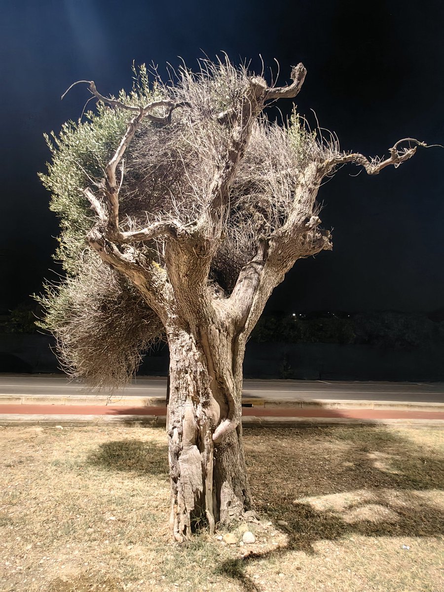 fornfan's tweet image. 💩 + Baum 

#Spacetalk #trees #Olive