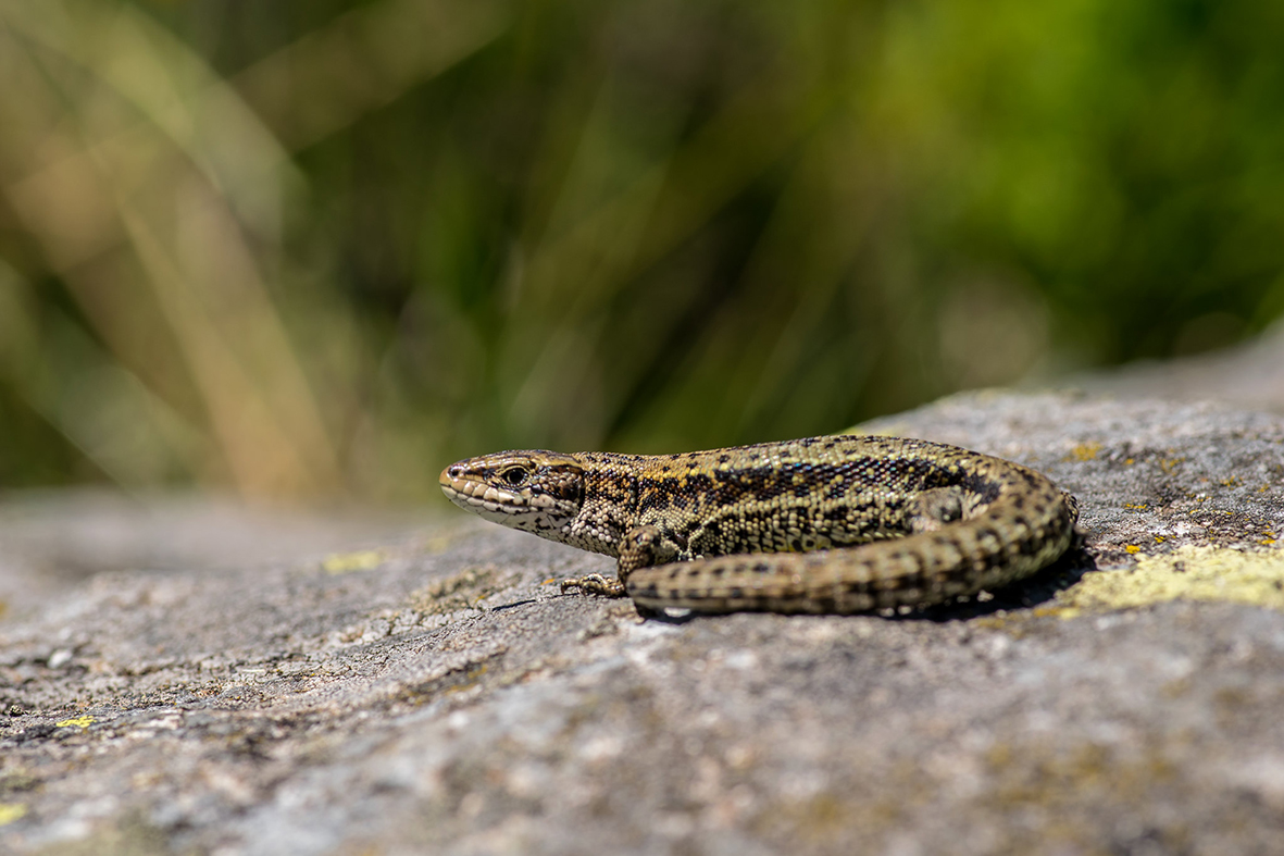Some desert animals are able to get water from the food they eat, but what about animals that come from less arid areas? <a href="/ChabaudChloe/">Chloé Chabaud</a>&amp;co show that common lizards don’t get water from food but the type of food they eat helps stave off dehydration
journals.biologists.com/jeb/article/22…
🧵1/2