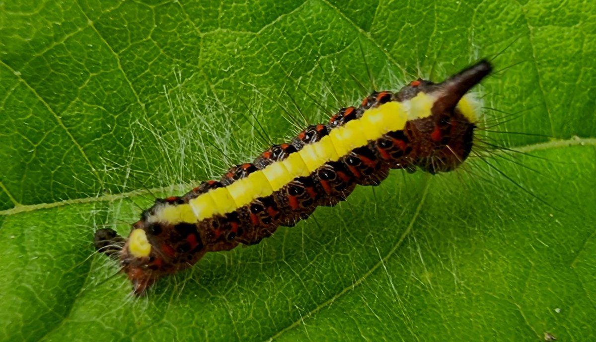 AlanLadd18's tweet photo. #greydagger larva, Botton Village @teesbirds1 @WhitbyNats @NorthYorkMoors https://t.co/6BBeObEGp1