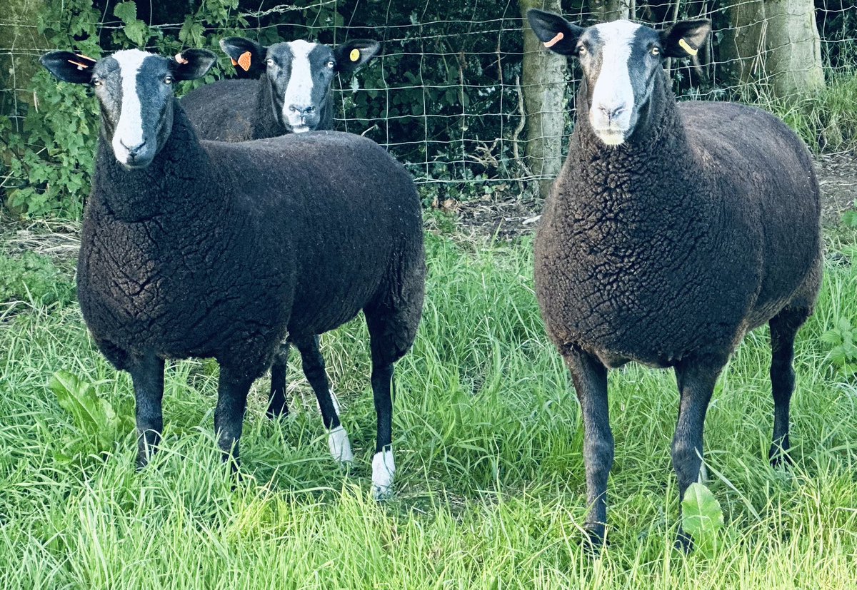 ZwartblesUK's tweet photo. After running a closed female flock for eight years, we have five lovely additions; shearlings Barmurrie Kansas, Smiddy Hill Kerry, Lauderdale Kinetic and lambs Craigies Lady Muck and Castle Hill Lupin #Roscallie #Zwartbles #BestSheep https://t.co/mq4aMkP5AI