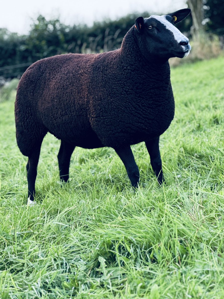 ZwartblesUK's tweet photo. After running a closed female flock for eight years, we have five lovely additions; shearlings Barmurrie Kansas, Smiddy Hill Kerry, Lauderdale Kinetic and lambs Craigies Lady Muck and Castle Hill Lupin #Roscallie #Zwartbles #BestSheep https://t.co/mq4aMkP5AI