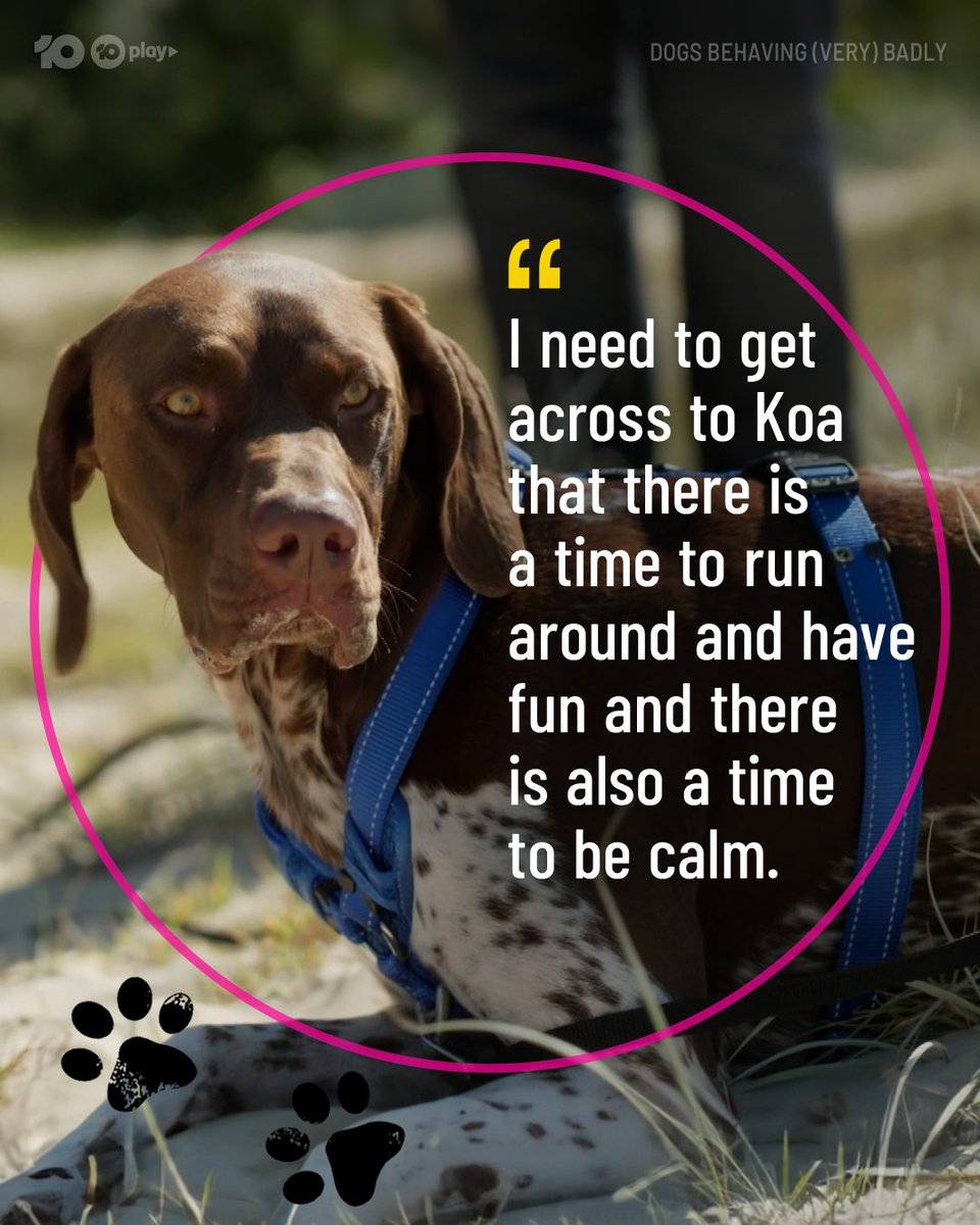 DogsBehavingAU's tweet image. Graeme really thought he'd seen it all... until he met these diabolical dogs from Down Under 😋
#DogsBehavingVeryBadlyAU

@GraemeDogfather @Ladyjmo #DogsofAustralia #AussieDogs #DogTraining #DogTrainingAustralia #DogTrainingTips #DogTrainingAdvice