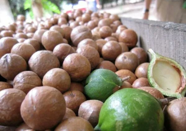 Did you know that  macadamia nut farming is one investment channel that informed farmers  in Kenya are putting their money into;  Farmia is ready to offer advisory and funding to farmers  Call: Contact us: 0723888999 #farmingnews #farmingtrends #Kenya