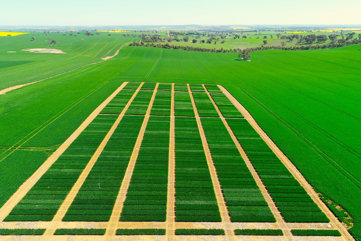 Galong wheat NVT looking good @GRDC_NVT @kalyx_australia #NVTProvider
