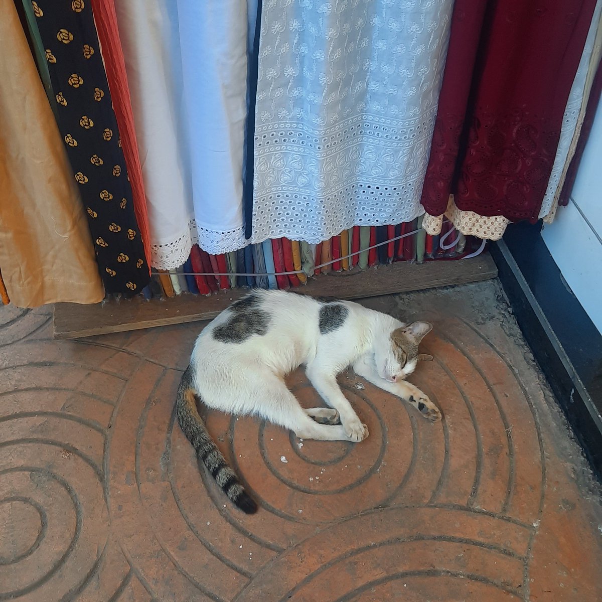 Priyankaemia's tweet photo. crawford mkt cats are living their best life https://t.co/nE8mZ8E9ke