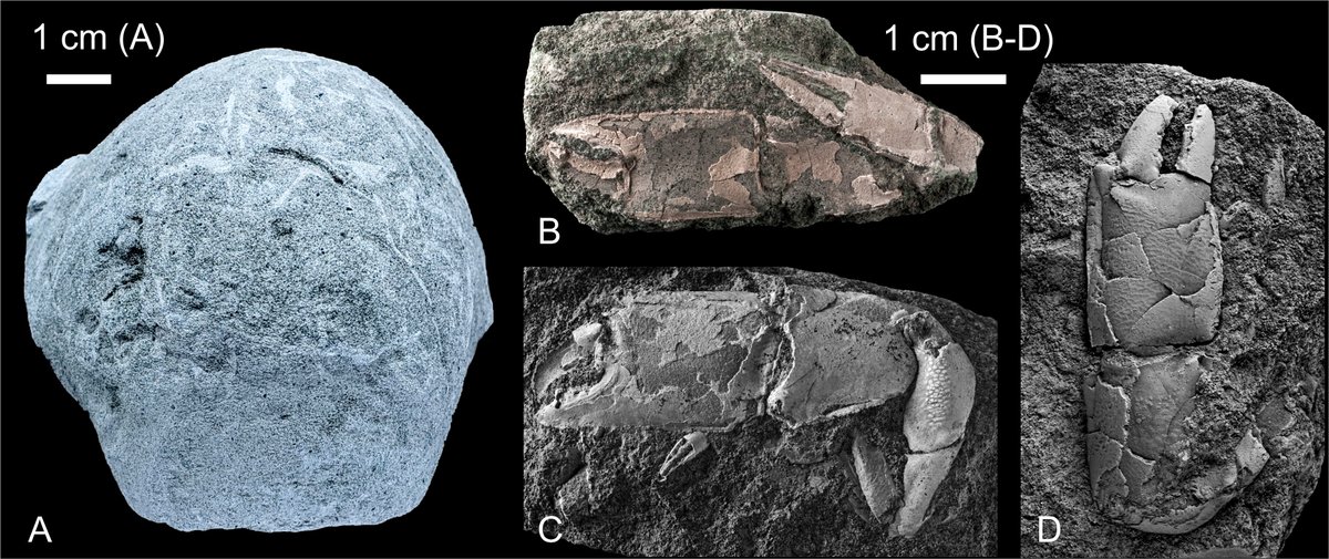 GoolaertsStijn's tweet image. Beautiful nautilids and crustaceans from the Santonian of the 🇧🇪 Campine! #OpenAccess in
@GeolBel_journal! From the #Zolder &amp;amp; #Houthalen coal mines, many hundreds of meters below surface! With comments on the Asdonk &amp;amp; Sonnisheide Mbrs (Vaals Fm)
@CtCeph popups.uliege.be/1374-8505/inde…