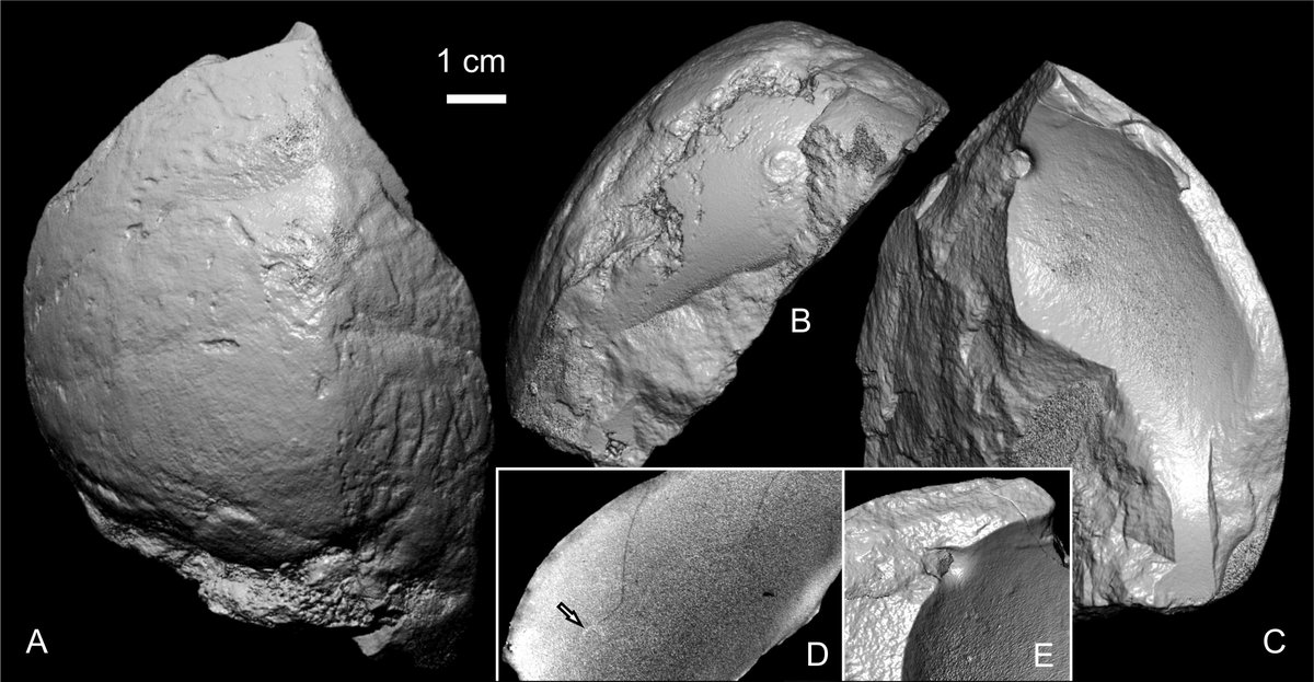 GoolaertsStijn's tweet image. Beautiful nautilids and crustaceans from the Santonian of the 🇧🇪 Campine! #OpenAccess in
@GeolBel_journal! From the #Zolder &amp;amp; #Houthalen coal mines, many hundreds of meters below surface! With comments on the Asdonk &amp;amp; Sonnisheide Mbrs (Vaals Fm)
@CtCeph popups.uliege.be/1374-8505/inde…