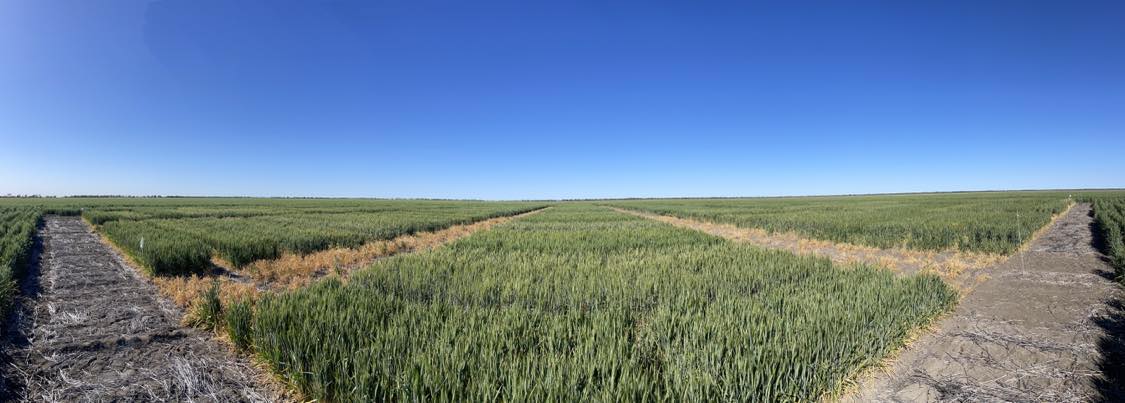 Field walks next week will give growers &amp; advisors a great opportunity to evaluate the National Variety Trials in SWQ.  12th Sep at Culara, Condamine and 13th Sep at Malanga, Nindigully. What suits your system? #NVT #GRDC #Grains #Crop23 RSVP  bit.ly/ConnectAg  <a href="/GRDCNorth/">GRDC North</a>