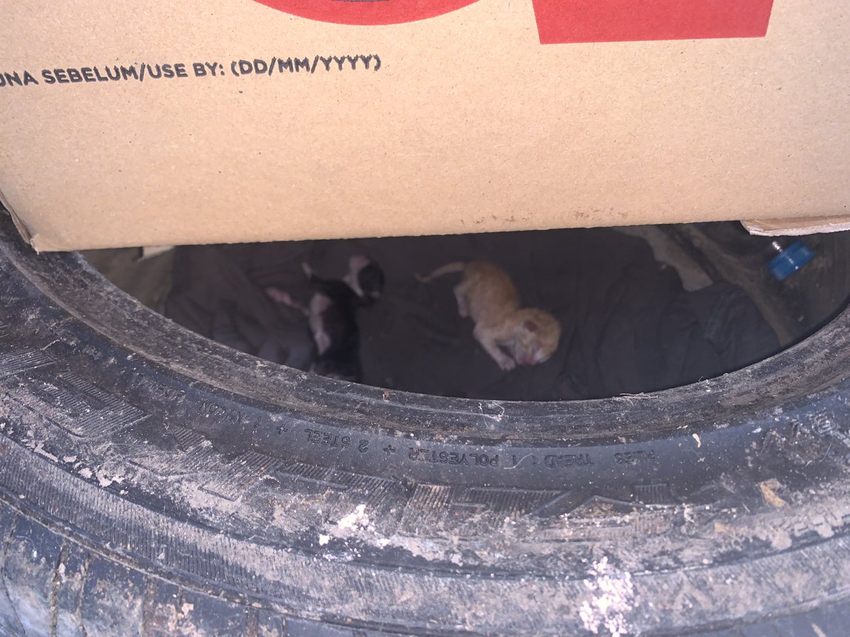 sya1qahh's tweet photo. Please RT 

Tak lawak ya buang anak kucing suka hati macam ni. Ni dah kali kedua buang depan surau tempat  umi i ajar mengaji sampai i kena tampal notice. Lainlah kalau letak makanan atau keperluan kucing dekat situ. Kenapa perlu ambil kesempatan atas kebaikan orang? https://t.co/nOS6sDZL5Y