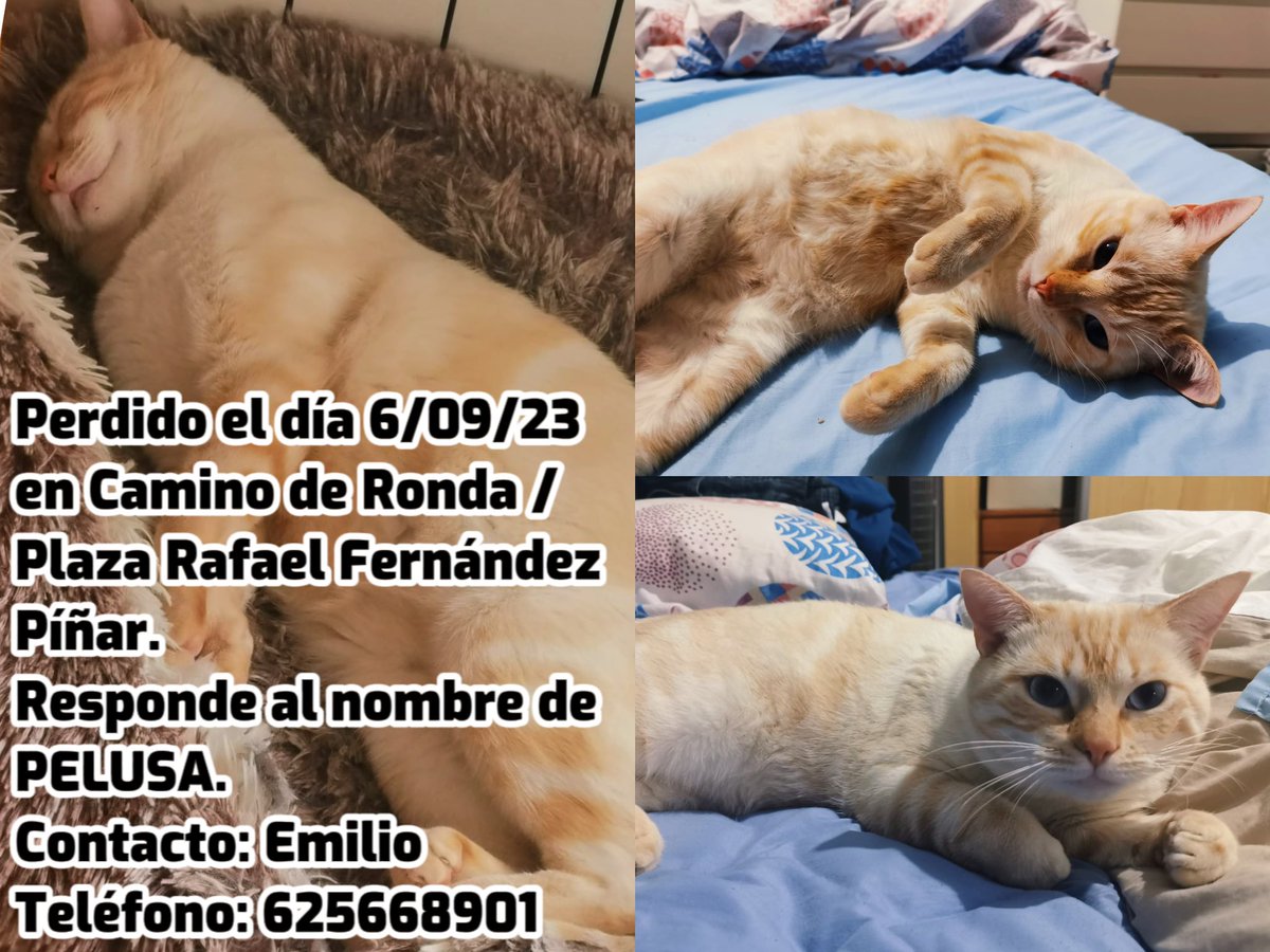 PoliciaGr's tweet photo. Nos piden colaboración para encontrar a Pelusa, un gatete que se escapó ayer tarde después de una visita a la clínica veterinaria MarinaDog en Camino de Ronda.
Si lo vieras, contacta con @Necomail5 
Si no lo has visto puedes colaborar retuiteando. https://t.co/Okd9iME0NA