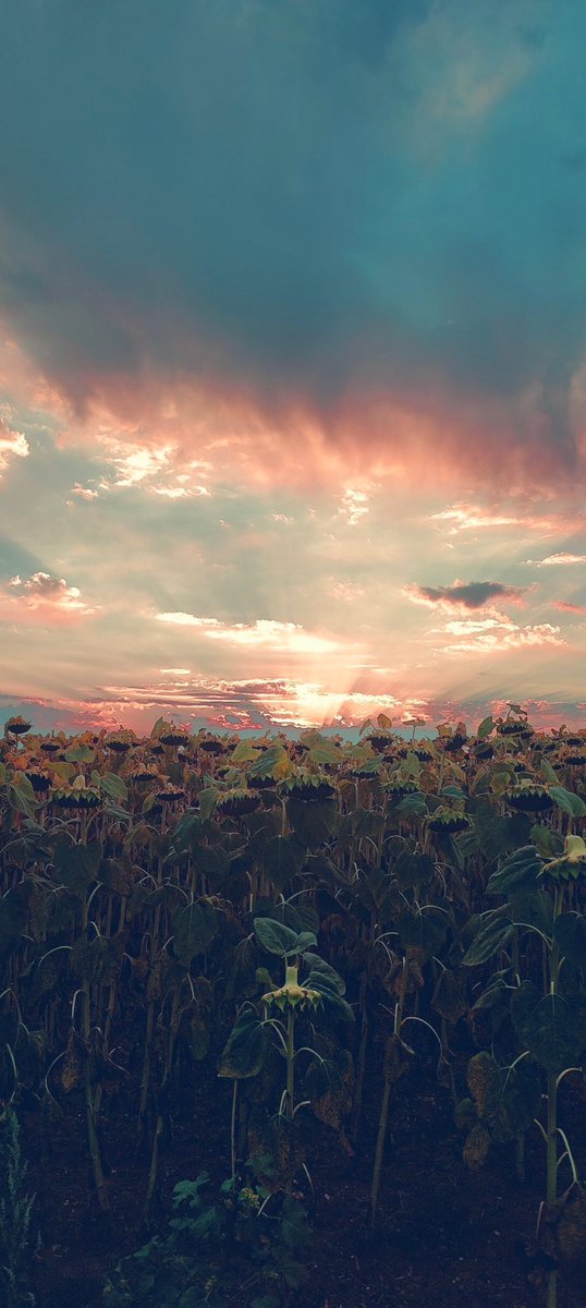 “Hope” is the thing with feathers 
That perches in the soul,
And sings the tune without the words,
And never stops at all.

~ poet Emily Dickinson