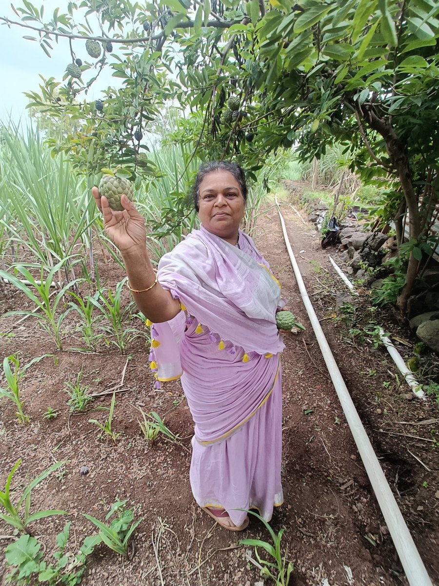 PournimaKatkar's tweet image. आमच्या मळ्यात असलेल्या सीताफळाच्या झाडांवर असलेल्या सीताफळाची गोडीच लई न्यारी, शहरात कुठं असतं हे सुख भारी.!

आपलं गाव, आपली शेती, आपली माती...❣️

#NativePlace #Farm #Pvk