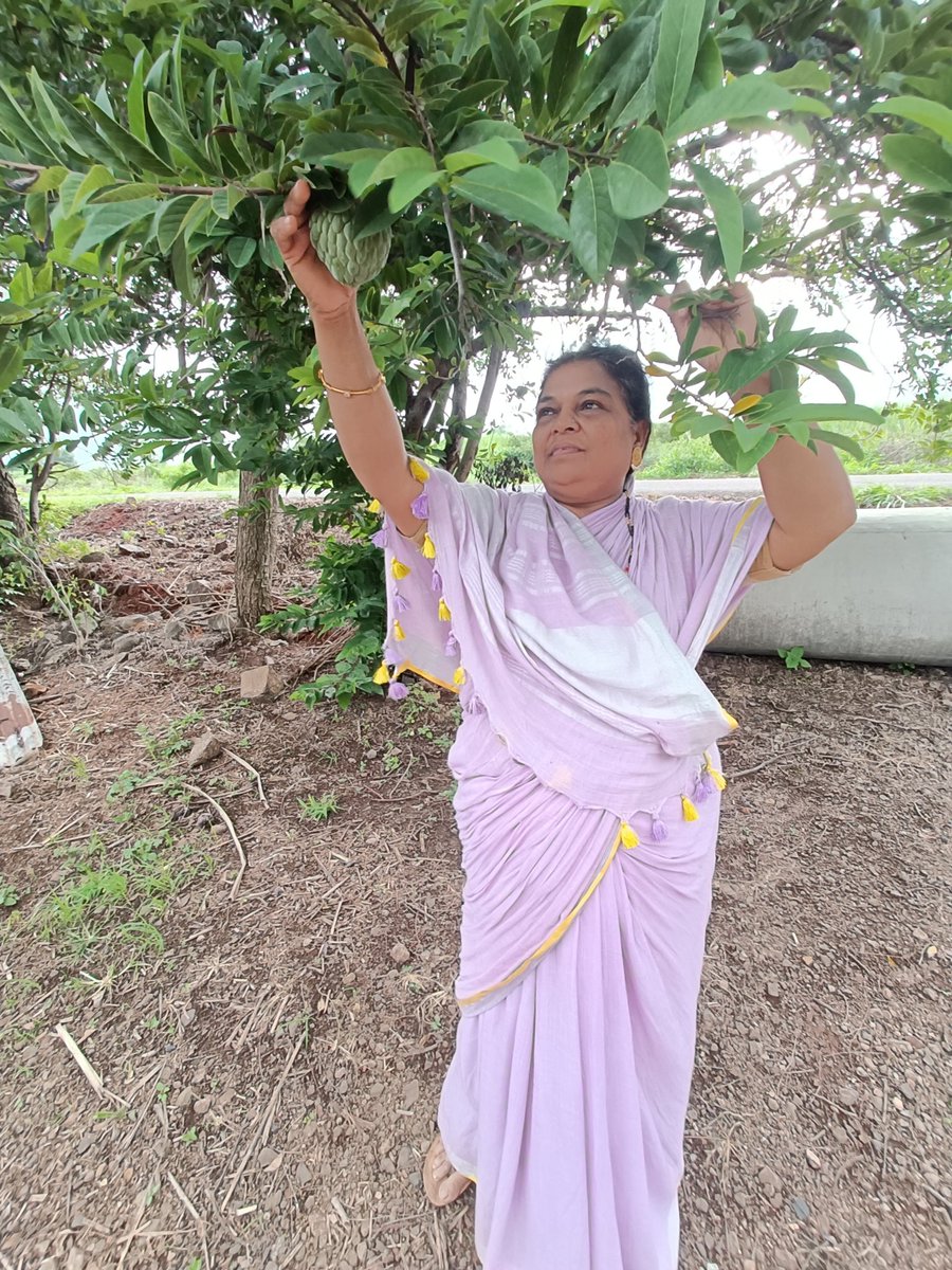 PournimaKatkar's tweet image. आमच्या मळ्यात असलेल्या सीताफळाच्या झाडांवर असलेल्या सीताफळाची गोडीच लई न्यारी, शहरात कुठं असतं हे सुख भारी.!

आपलं गाव, आपली शेती, आपली माती...❣️

#NativePlace #Farm #Pvk