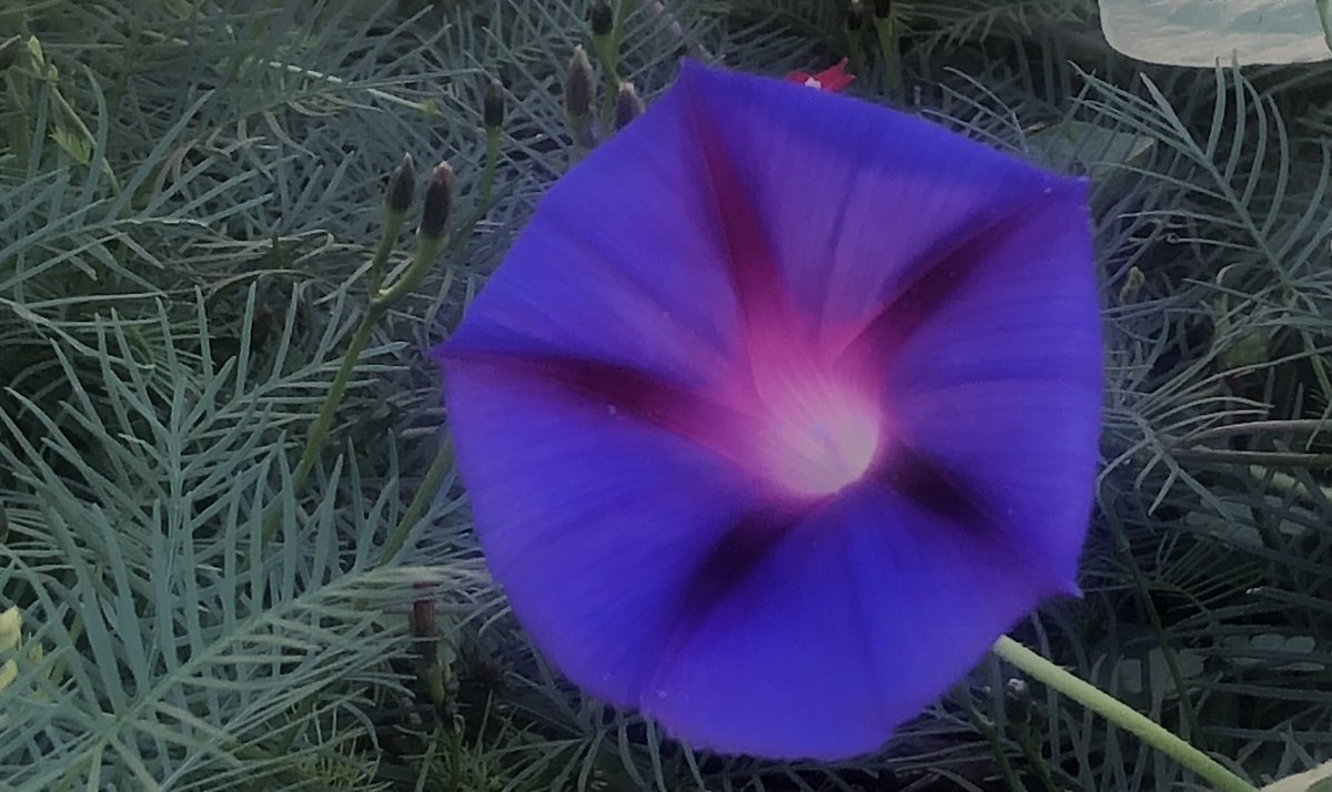 This flower looks like it could be from space