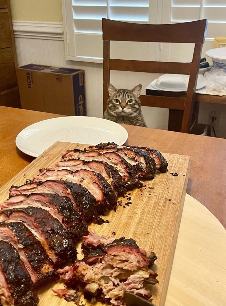 Dont Show Your Cat tweet media
