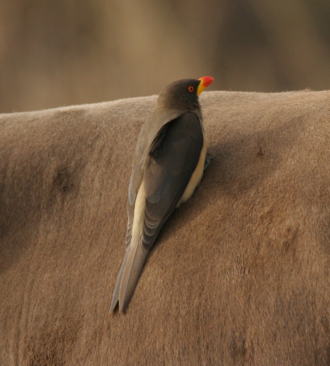 Red Billed Oxpecker the Gambia
boulthamere.blogspot.com