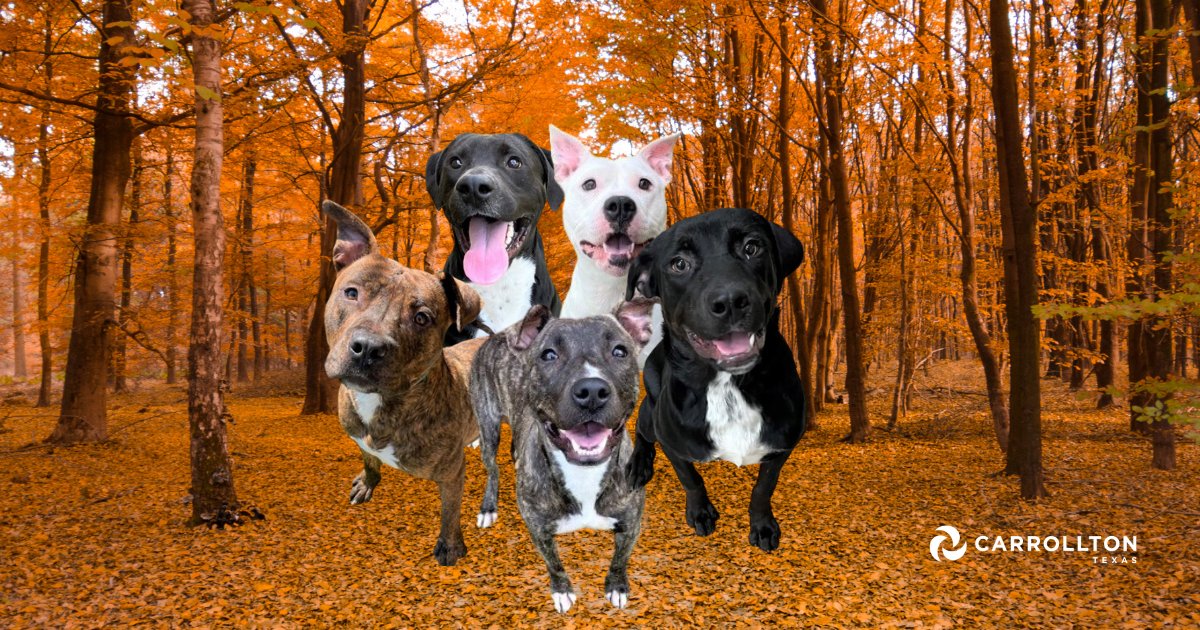 Find a furry friend & Fall in Love this September at the Carrollton Animal Services & Adoption Center. Large dog adoption fees are waived until Sat., Sept. 30. New dog owners will also receive a bag of dog treats. 🐶 For a list of adoptable animals, visit cityofcarrollton.com/animaladoptions