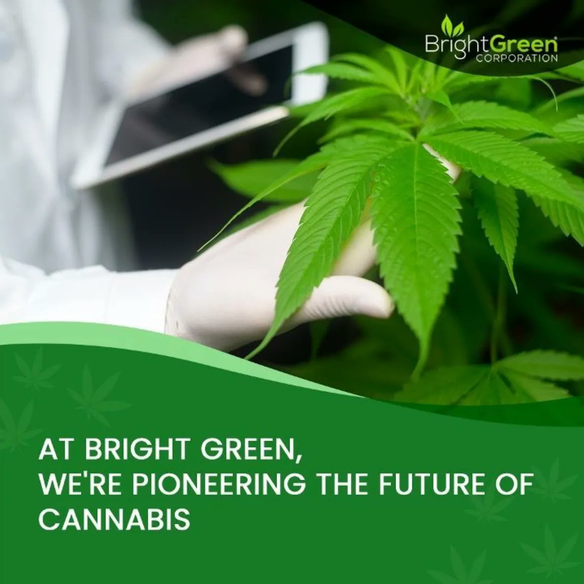BrightGreenUSA's tweet photo. At Bright Green, we're pioneering the future of cannabis. As a first-mover in the federally-authorized cannabis space, we can operate at an unprecedented scale and create sustainable solutions for the future.

#BrightGreen https://t.co/ZixuK2H3vB