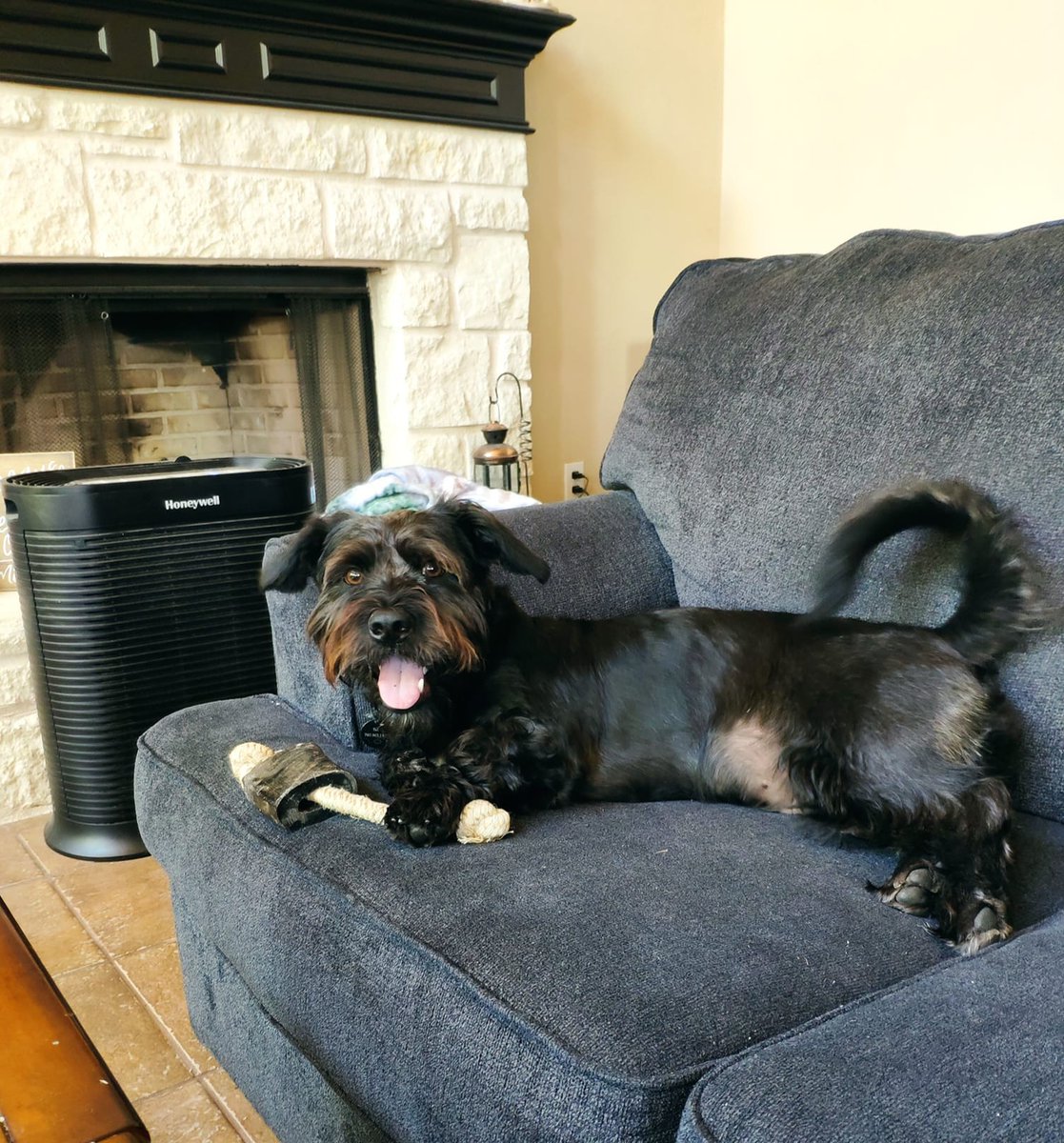Wilbur Wright ❤️ (formerly Reginald) said hello on National Dog Day.  He has a gentle expression, doesn't he?  Looking good, sir!!  

#HappyTails