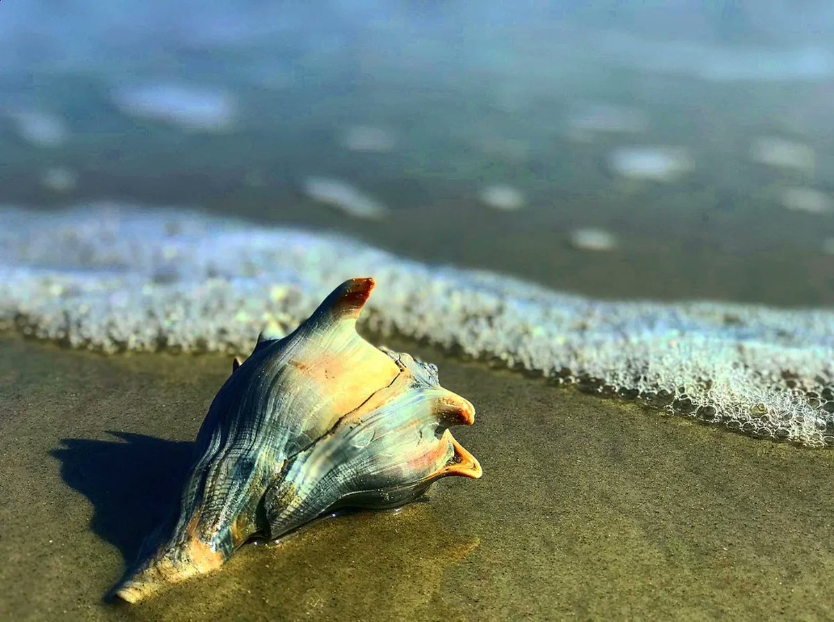 FrippIslandRsrt's tweet image. A shellphone is the only kind of phone we need today. 

#outofoffice #frippinit #frippislandresort #frippisland
📷 Cobby Ware