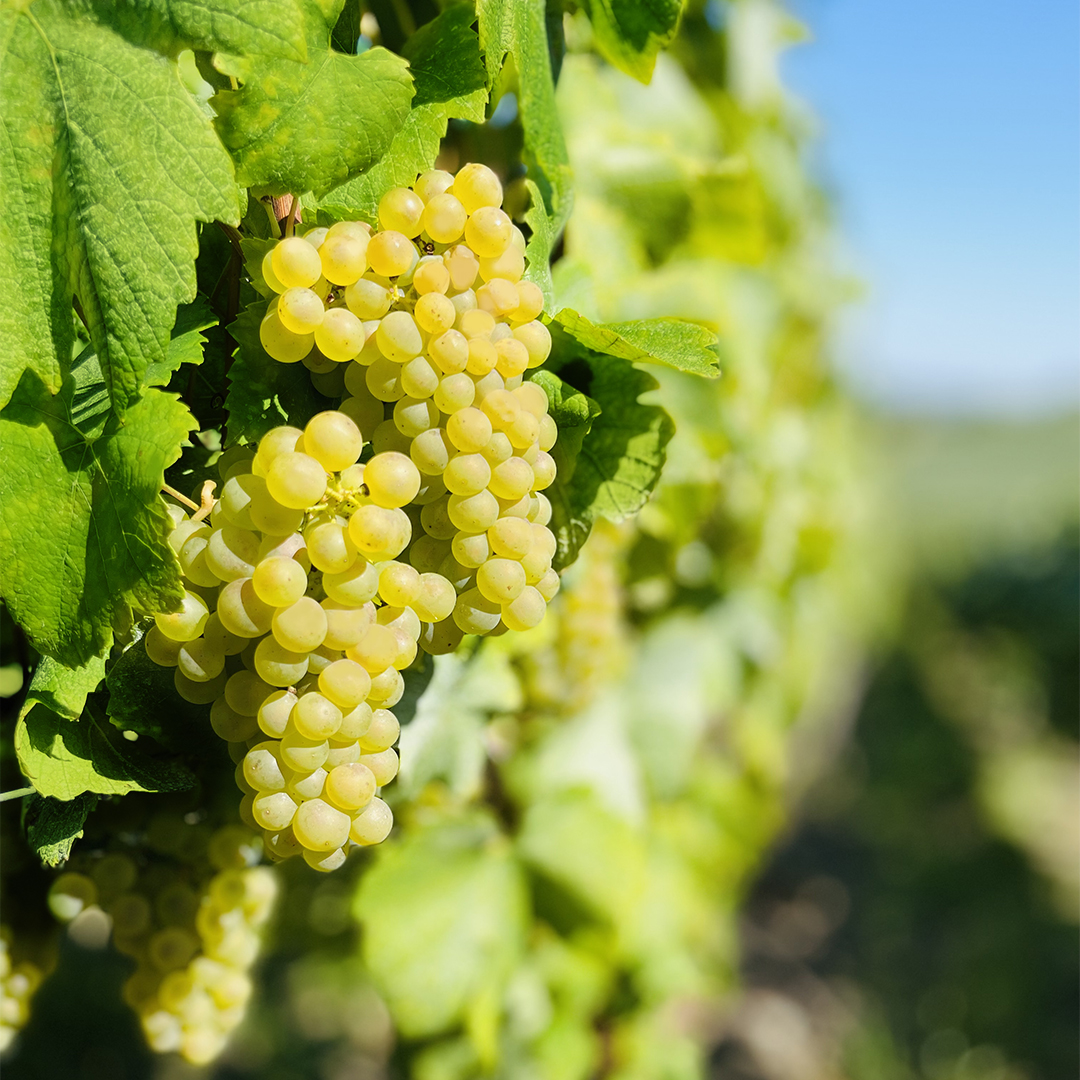 Champagne Besserat de Bellefon tweet media