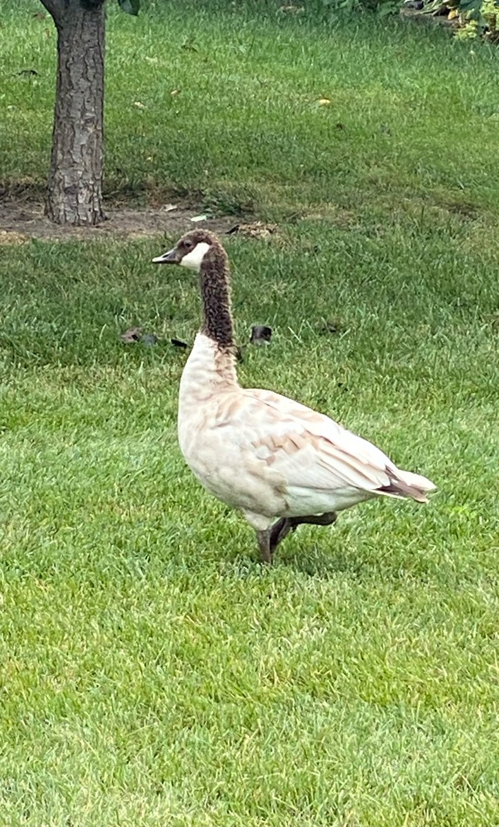 PoeTheBadger's tweet photo. My status as Patron Saint of Geese has been confirmed with the appearance of this white Canadian Goose 🪿👑

May this pearl-feathered modern dinosaur bring you blessings 🙏🏽 https://t.co/wfGcLbNg7K