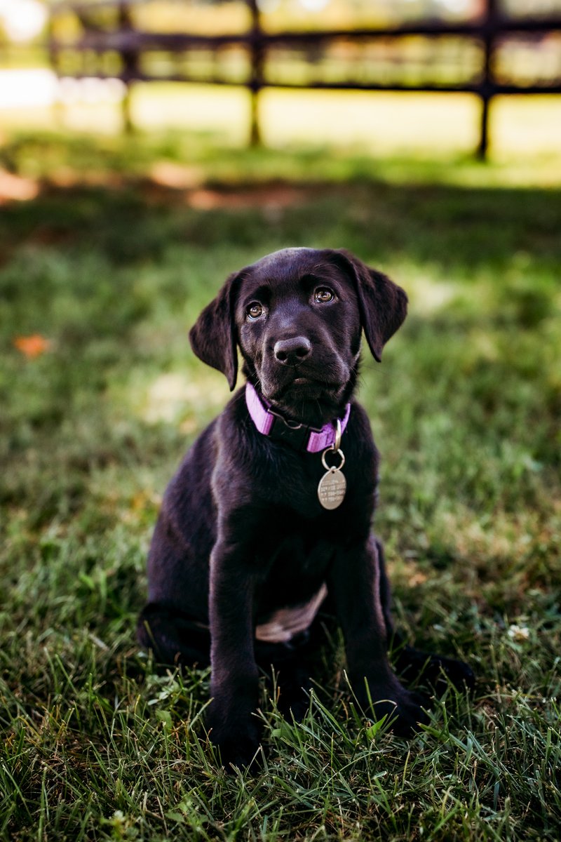 Meet SSD Penny! Born on July 2, 2023, she was named by <a href="/Mid_Penn_Bank/">Mid Penn Bank</a>. Thank you to Mid Penn Bank for sponsoring Penny and supporting Susquehanna Service Dogs to raise puppies to become life-changing assistance dogs! Raise a life-changing dog like Penny: khs.org/what-we-do/ass…