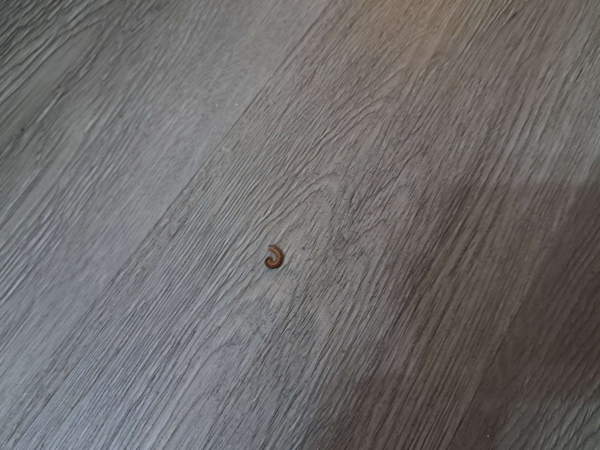 Mica Scotti Kole (On Hiatus) tweet media