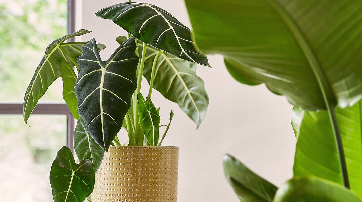 Truffaut's tweet photo. C'est le moment de vous mettre au vert avec ces plantes d'intérieur tendances magnifiques 💚#CollectionAutomne
👉https://t.co/QOjFCL8Jrz https://t.co/Uvk3lwV0p9