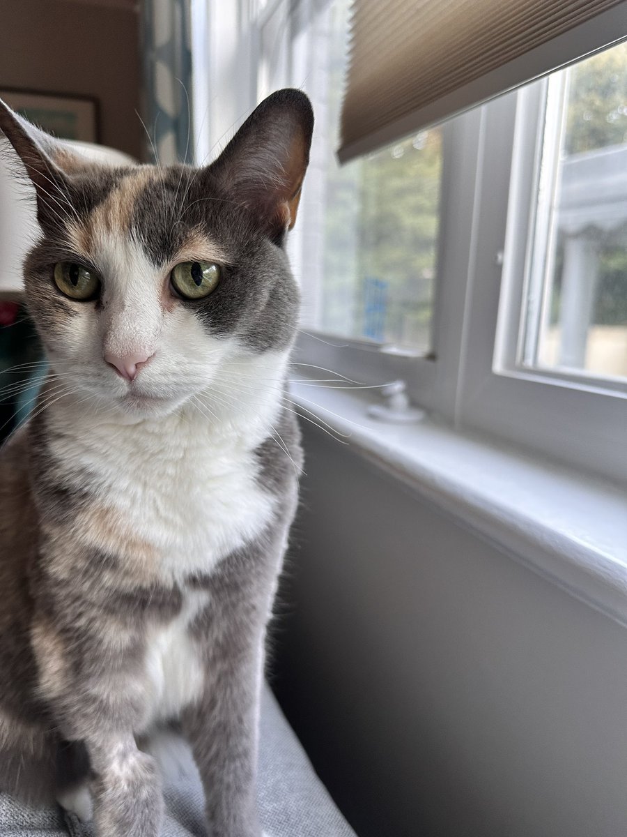GettyCatDC's tweet photo. Hi. https://t.co/QEruiM3Q2i