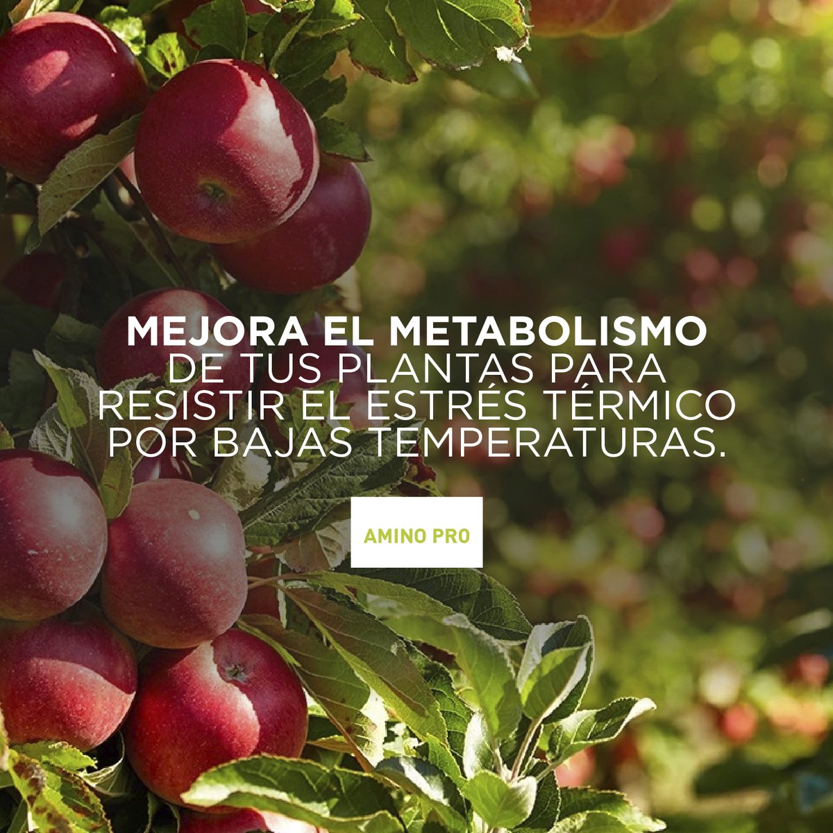 ➡️¿Conoces los beneficios de Amino Pro?

✅ Es un bioestimulante que mejora el crecimiento vegetativo incrementando el metabolismo en árboles frutales.

📲¡Contactate con nuestros asesores que te brindarán las mejores recomendaciones!

#NutrienAgSolutions #NutrienChile #Amino