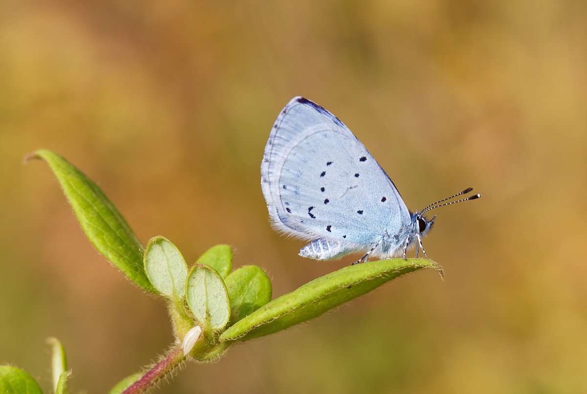 Butterfly Conservation 🦋 tweet media
