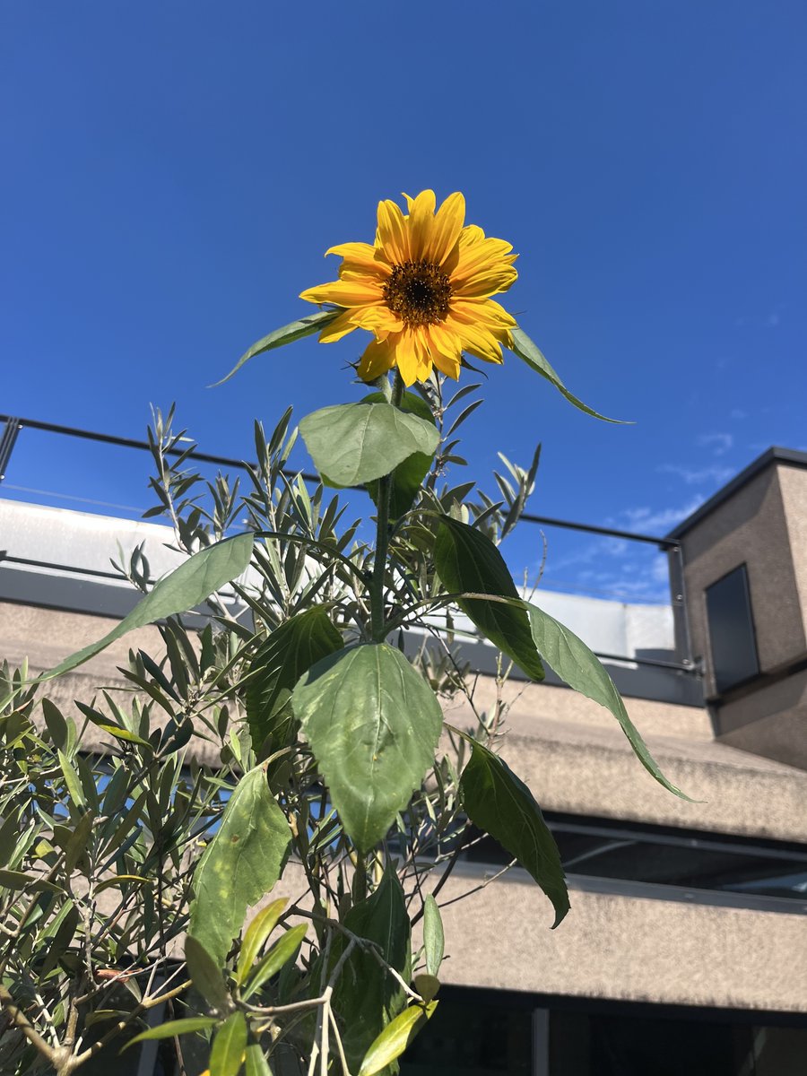 The sun is out and so is our sunflower 🌻🌞. The Energy materials group (@energymatbham) has been growing a sunflower in the department over summer and It's over 2m tall! We love materials and nature too!!