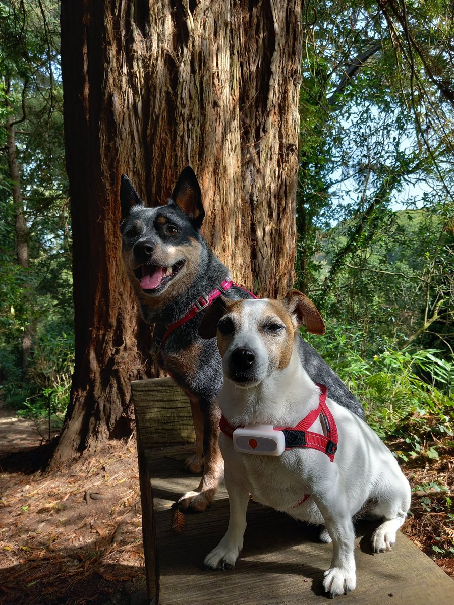 jjgallagher3's tweet photo. Two supervisors today &amp; one managed to get herself stuck up a tree 😂😂 back to the cliffs tomorrow!  @TheOnlyGuru @godofdogs @doodlemoodle @suedelacour @DianeDWheeler @Random6 #treedogs https://t.co/u2k4qFSIma