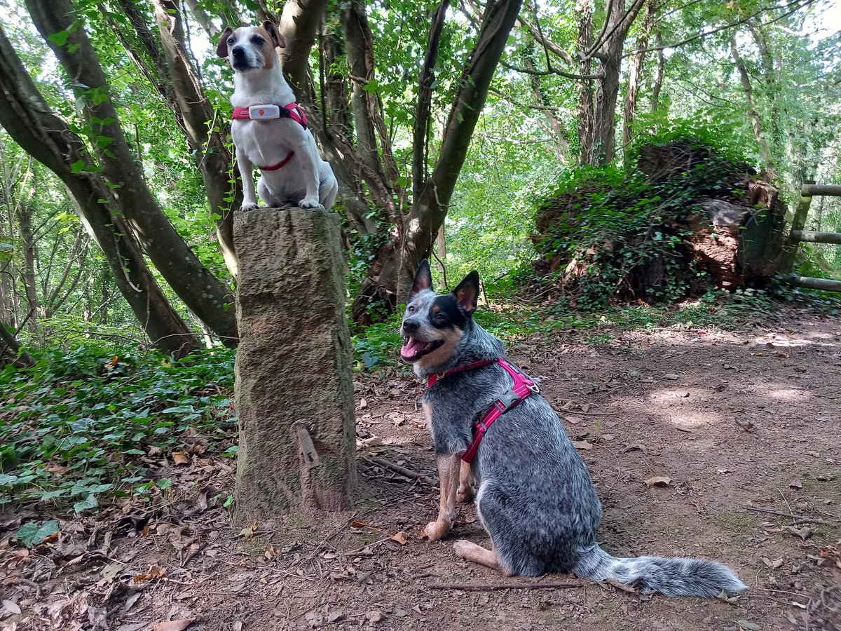 jjgallagher3's tweet photo. Two supervisors today &amp; one managed to get herself stuck up a tree 😂😂 back to the cliffs tomorrow!  @TheOnlyGuru @godofdogs @doodlemoodle @suedelacour @DianeDWheeler @Random6 #treedogs https://t.co/u2k4qFSIma