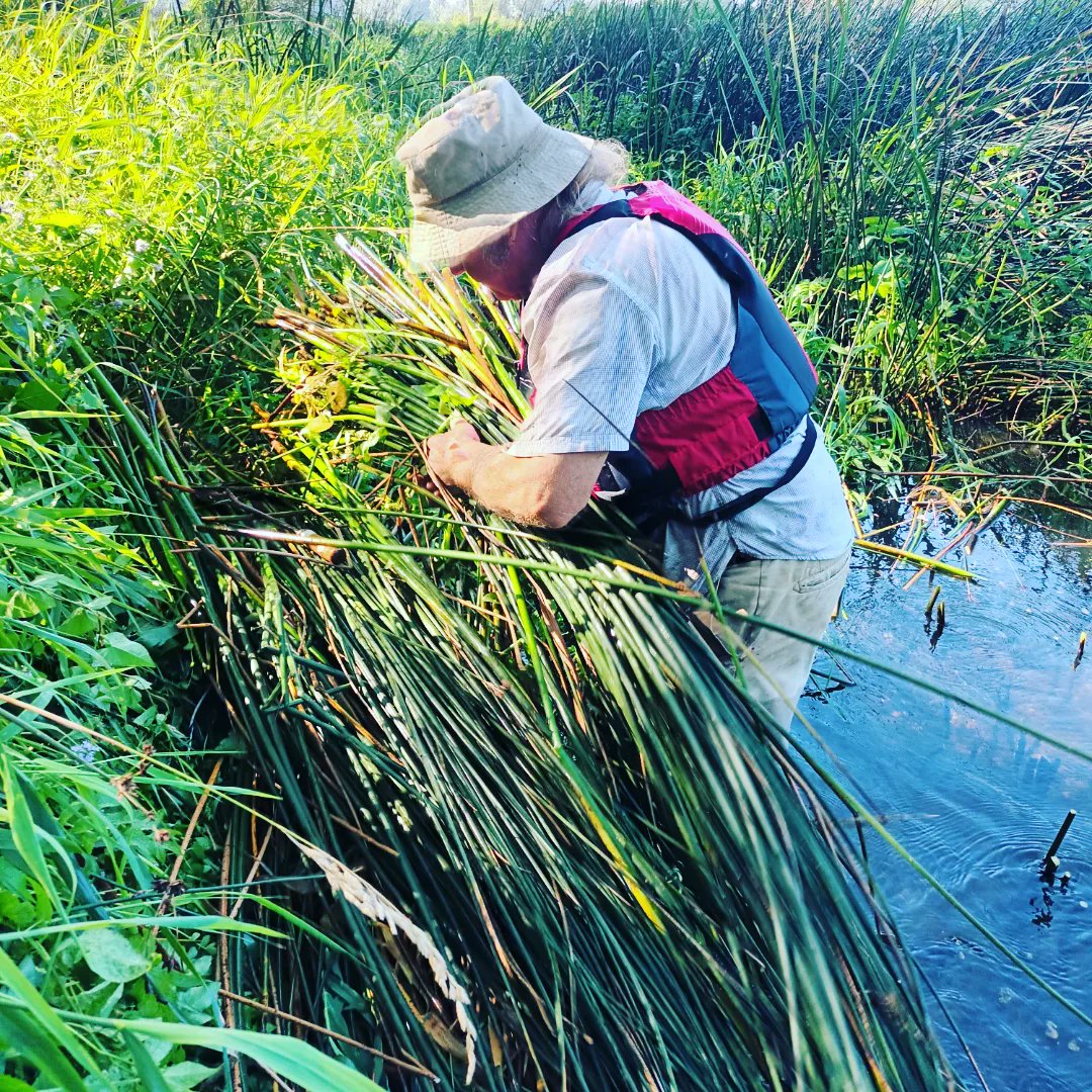 TheMasterThatch's tweet photo. A hot spell, and while work on the roof has been ongoing, today was a pleasant change, for I headed to my local river, the Waveney.

I spent the day waist deep in cool waters, gathering bulrushes with @RiverWaveney. These will be woven into furniture seats by @par_avion_co https://t.co/McTYenk61Y