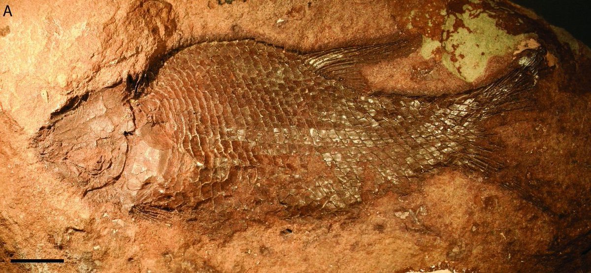 Fossil Bonanza (@fossilbonanza) on Twitter photo Lophionotus sanjuanensis, an ancient semionotiform fish from the Chinle Fm in Utah. Article by <a href="/gombessagirl/">Dr. Sarah Z. Gibson</a>
#ChinleWeek #Paleontology
tandfonline.com/doi/full/10.10… Lophionotus sanjuanensis, an ancient semionotiform fish from the Chinle Fm in Utah. Article by <a href="/gombessagirl/">Dr. Sarah Z. Gibson</a>
#ChinleWeek #Paleontology
tandfonline.com/doi/full/10.10…